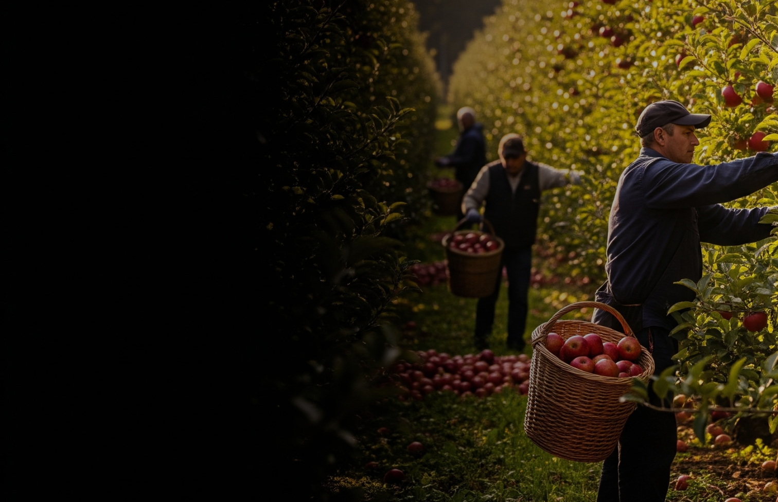 Descripción de banner 2