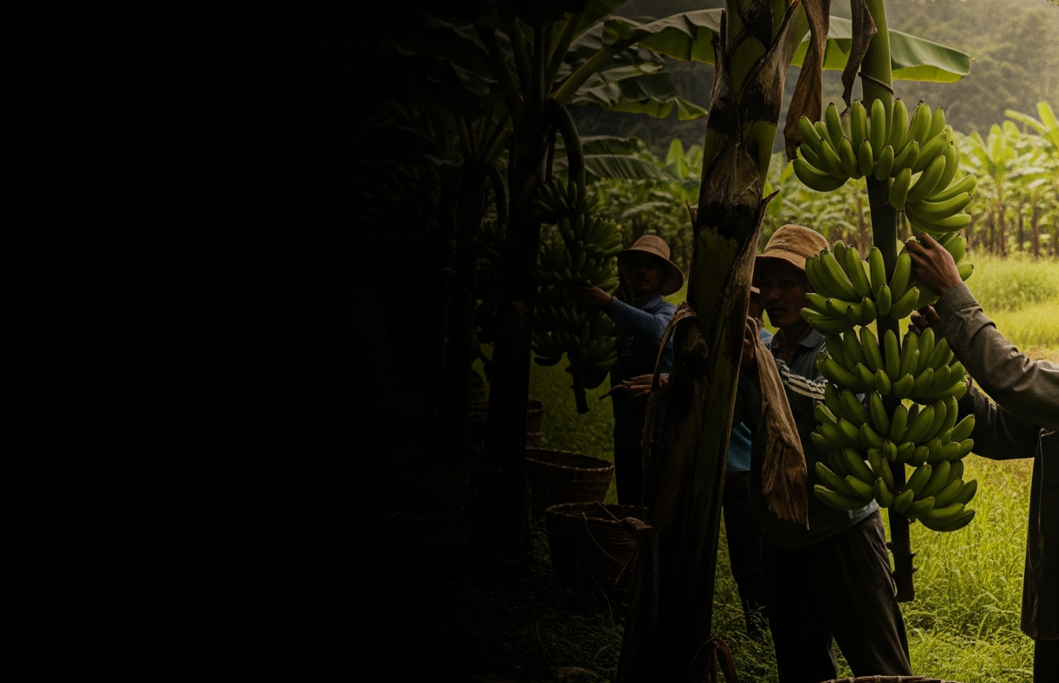 Descripción de banner 4