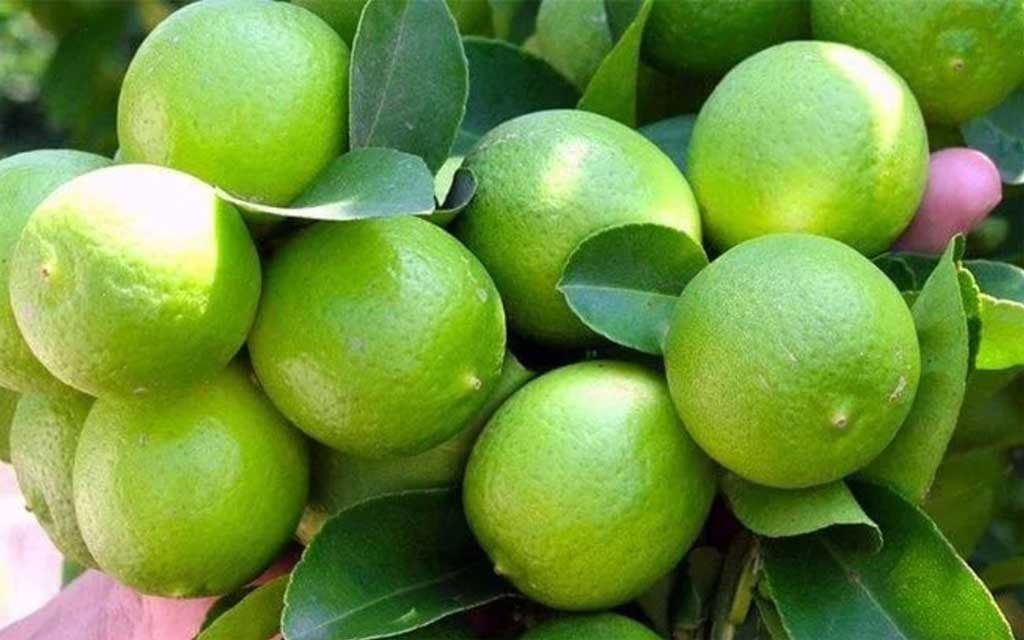 LIMON